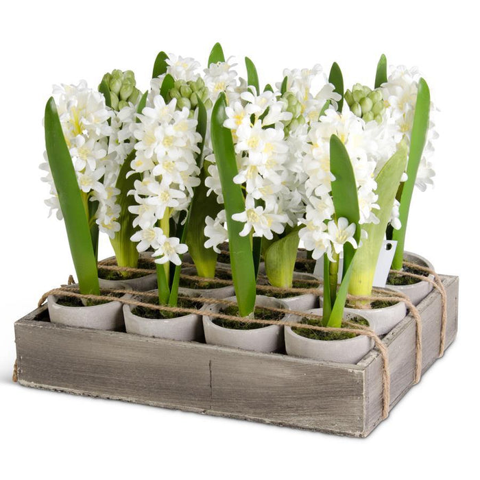 6 Inch Potted Hyacinth - Magnolia Lane co. Home + Garden + Gift