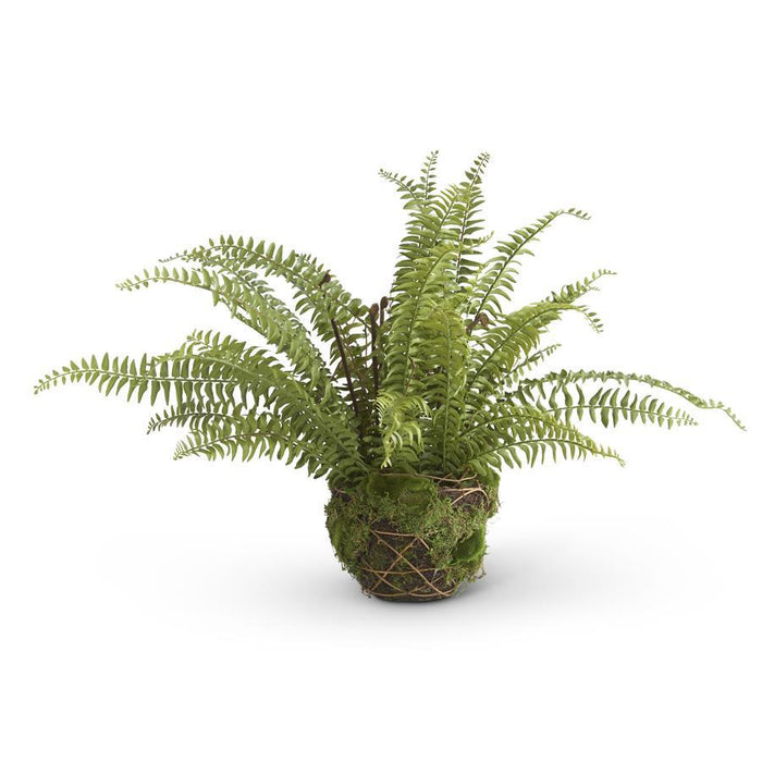 27.5 Inch Boston Fern in Moss and Twig Basket - Magnolia Lane co. Home + Garden + Gift