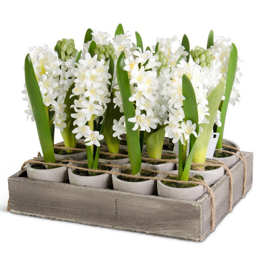 6 Inch Potted Hyacinth - Magnolia Lane co. Home + Garden + Gift