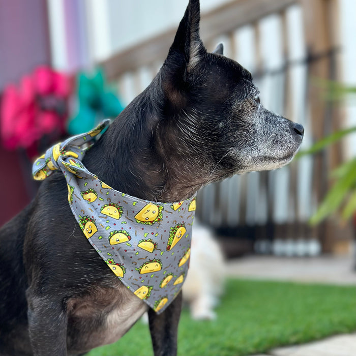 Taco Love Fancy Band-Anas For Pets