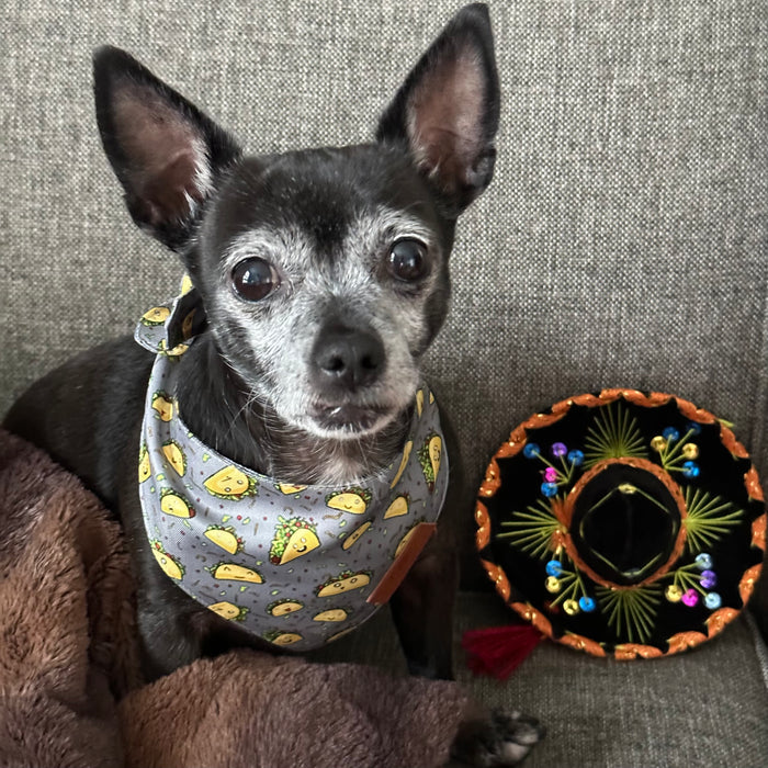 Taco Love Fancy Band-Anas For Pets