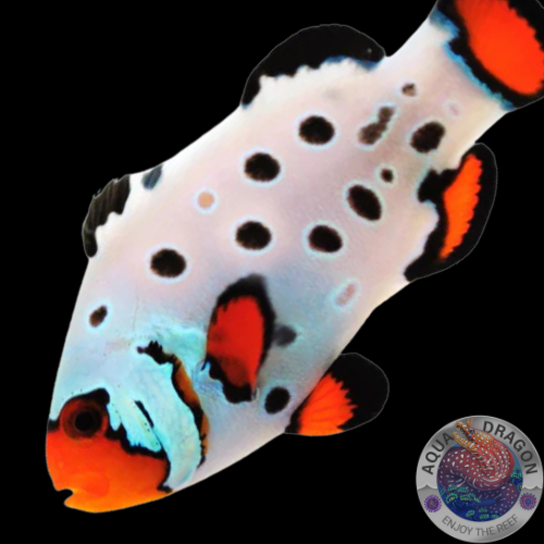 Amphiprion occelaris "Frostbite" Nachzucht
