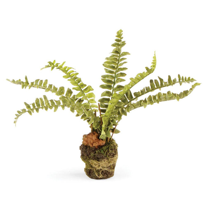 Boston Fern Drop-In 7.5" - Magnolia Lane co. Home + Garden + Gift
