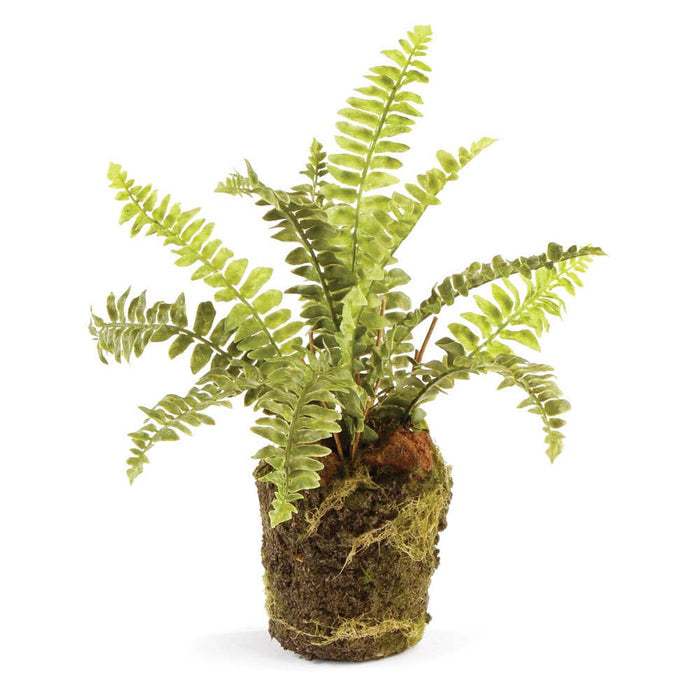Boston Fern Drop-In 9" - Magnolia Lane co. Home + Garden + Gift