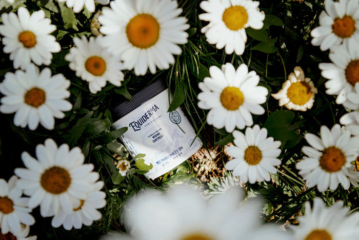 Calendula & Sunflower Wound Ointment