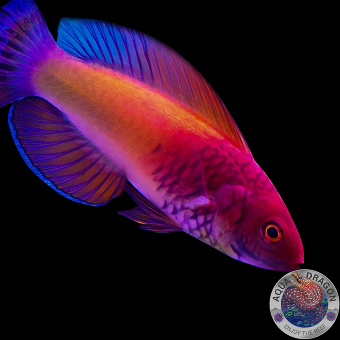 Cirrhilabrus rubrisquamis „Rosaschuppen-Zwerglippfisch“