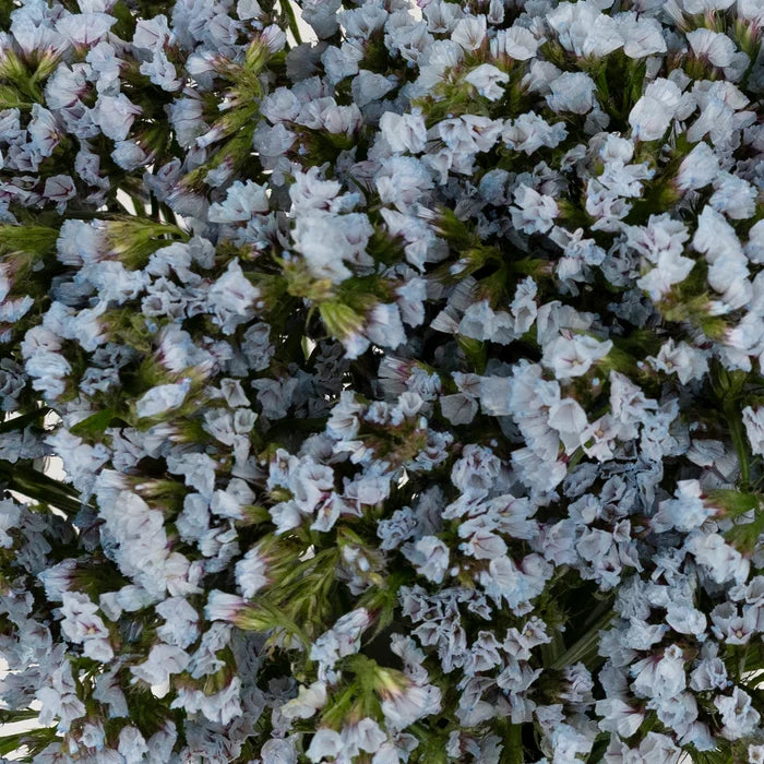Cool Blue Tinted Statice Flower Close Up - Image