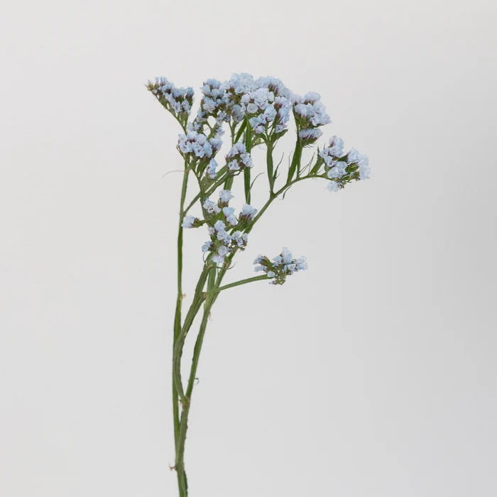 Cool Blue Tinted Statice Flower Stem - Image