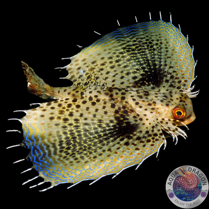 Dactyloptena orientalis „Orientalischer Flughahn“