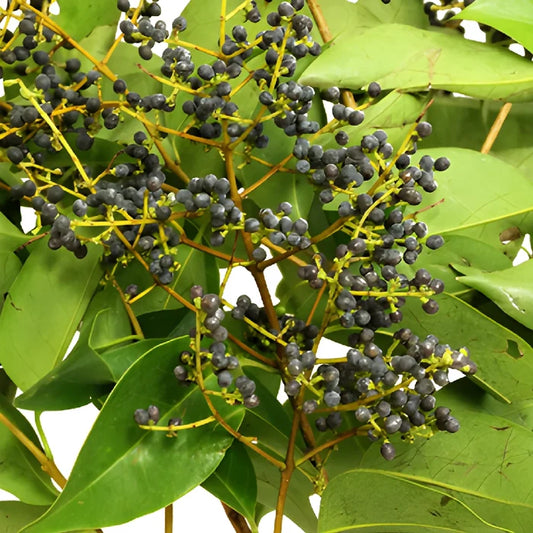 Wedding greenery privett berries wholesale fall greens filler flowers