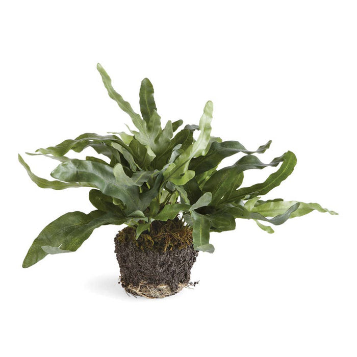 Echeveria Fern Drop-In 11.5" - Magnolia Lane co. Home + Garden + Gift