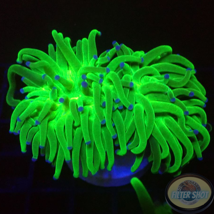 Euphyllia glabrescens „Toxic Blueberry“ WYSIWYG