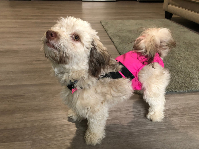 HaPeePants diaper for small dogs