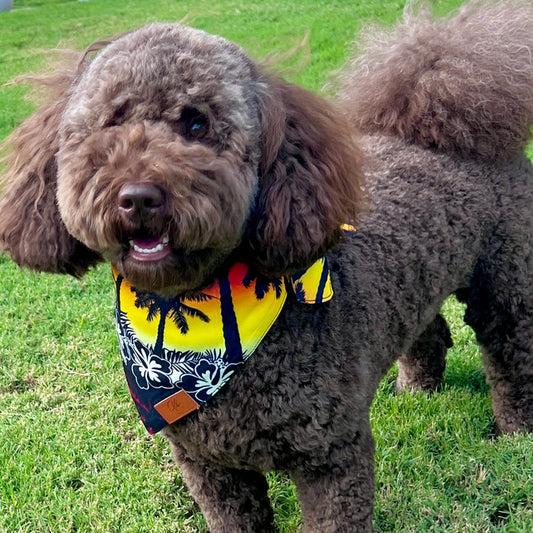 Hawaiian Shirt Fancy Band-Anas For Pets