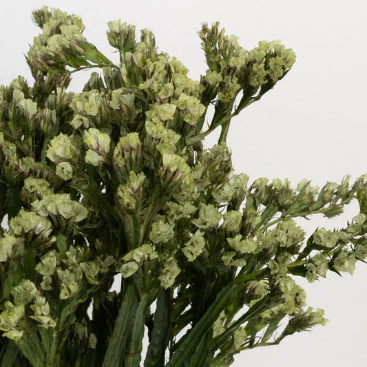 Jade Tinted Statice Flower Close Up - Image