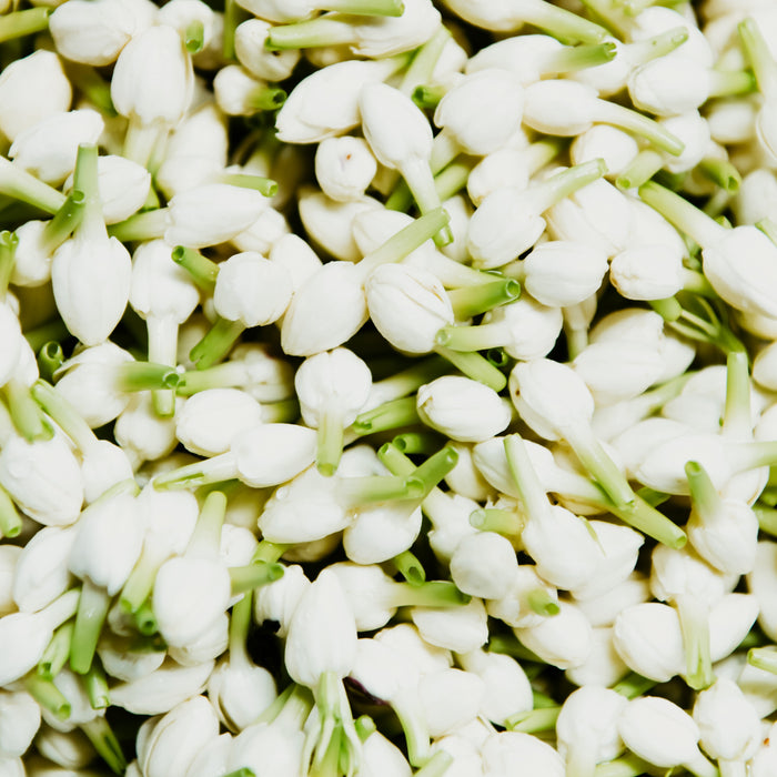 A close-up image of fresh jasmine flowers, predominantly white with green stems