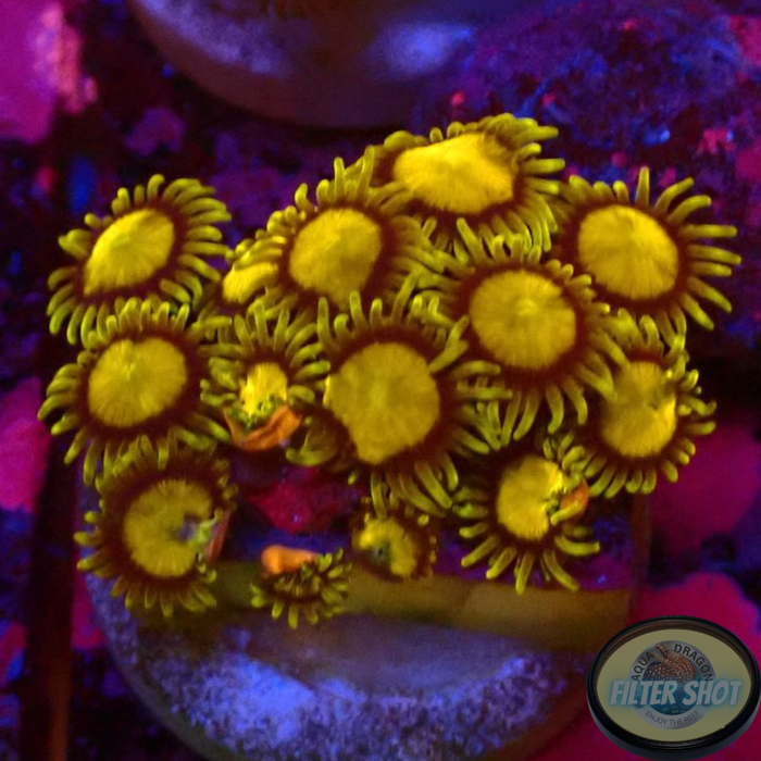 Krustenanemonen „King Midas“