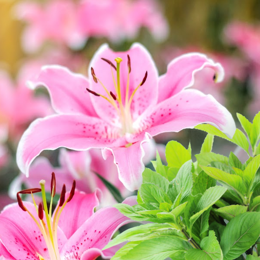 Lily & Mint - Premium Fragrance Oil - NorthWood Candle & Craft