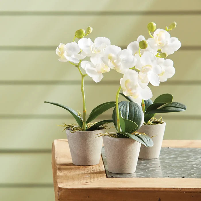 Mini Phalaenopsis 9" Potted - Magnolia Lane co. Home + Garden + Gift