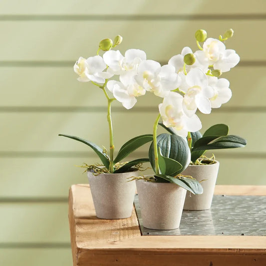 Mini Phalaenopsis 9" Potted - Magnolia Lane co. Home + Garden + Gift