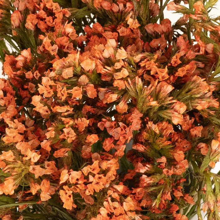Persimmon Tinted Statice Flower Close Up - Image