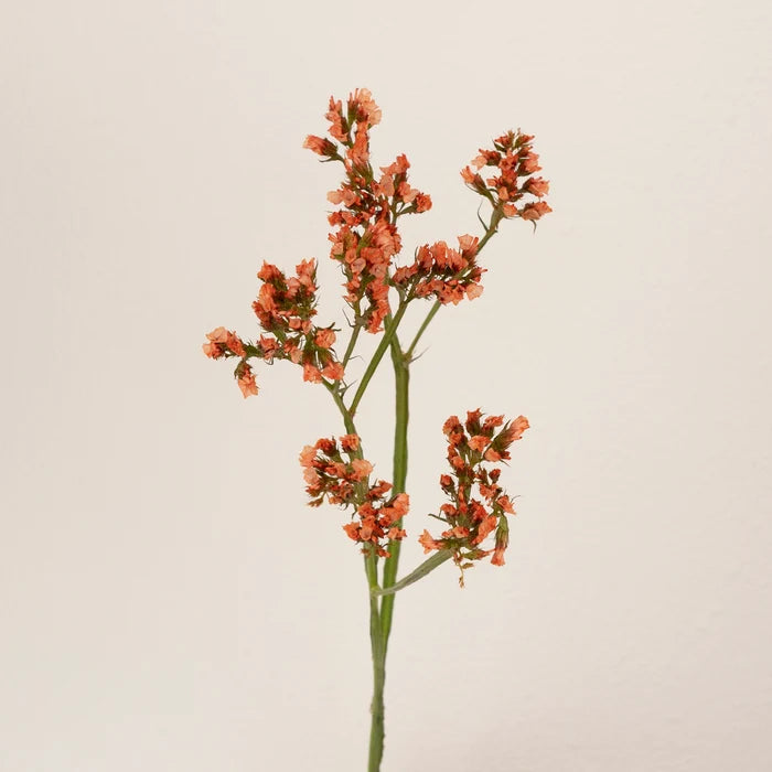 Persimmon Tinted Statice Flower Stem - Image