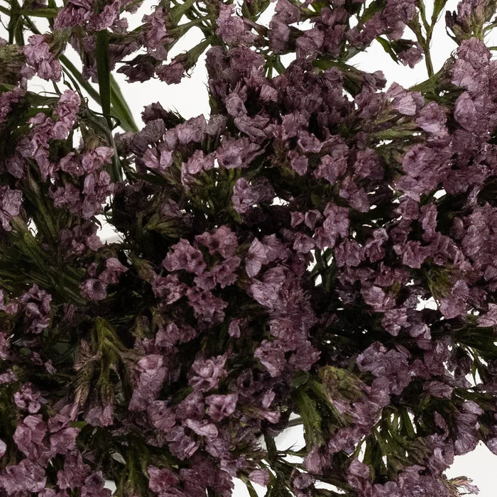 Plum Noir Tinted Statice Flower Close Up - Image