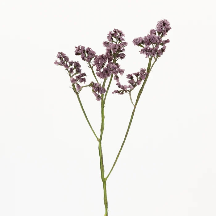 Plum Noir Tinted Statice Flower Stem - Image