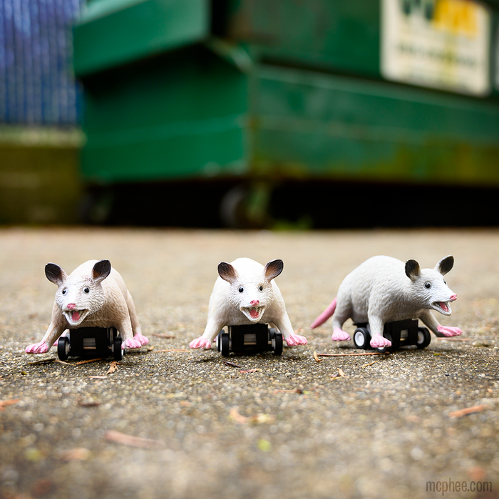 Three Racing Possums are lined up on the ground, ready to race with speed, while a blurry dumpster looms in the background.
