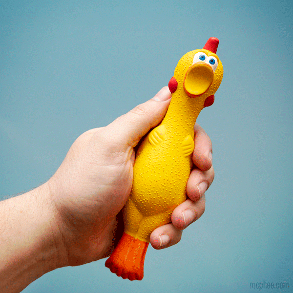 Squeezing the Stress Rubber Chicken against a blue background.