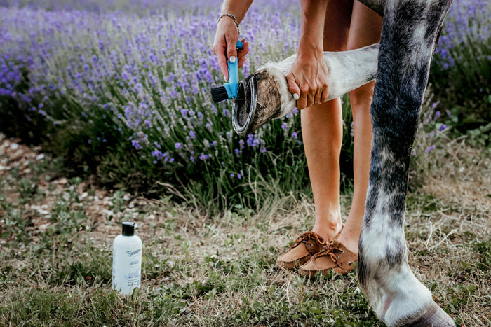 Thrush & Whiteline Hoof Dressing