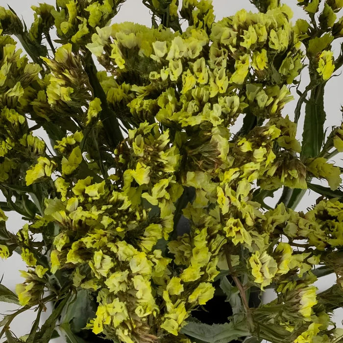 Wasabi Tinted Statice Flower Close Up - Image