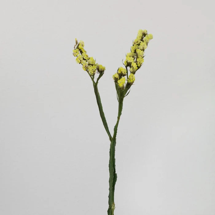 Wasabi Tinted Statice Flower Stem - Image