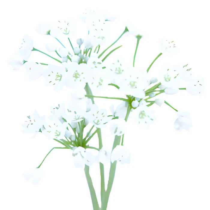 White Spray Allium Flowers