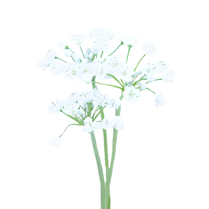 White Spray Allium Flowers