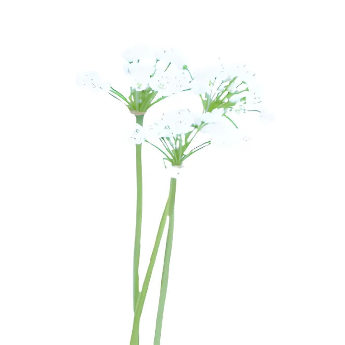 White Spray Allium Flowers